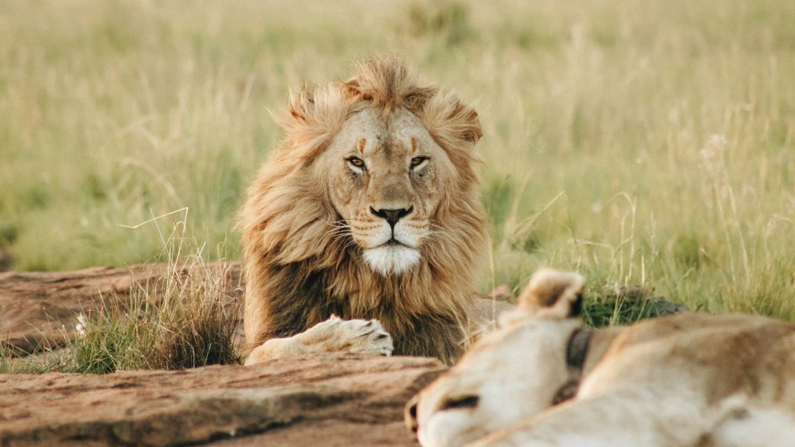 Ultieme gids voor een Beekse Bergen safari